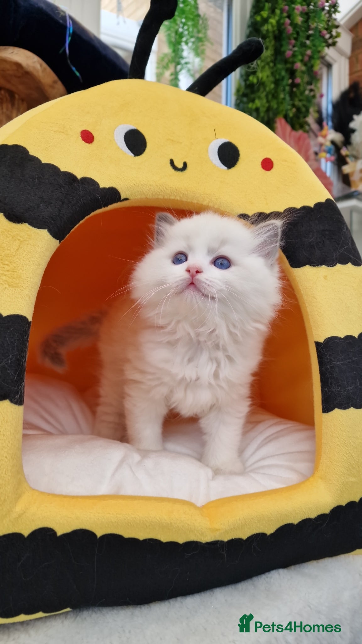 Ragdoll cats 🏆✨️Exclusive lovely kittens🏆parents🥇🐈 - Advert 2