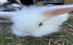 Lionhead rabbits for sale: 5 bunny’s looking for their forever home - Image 8