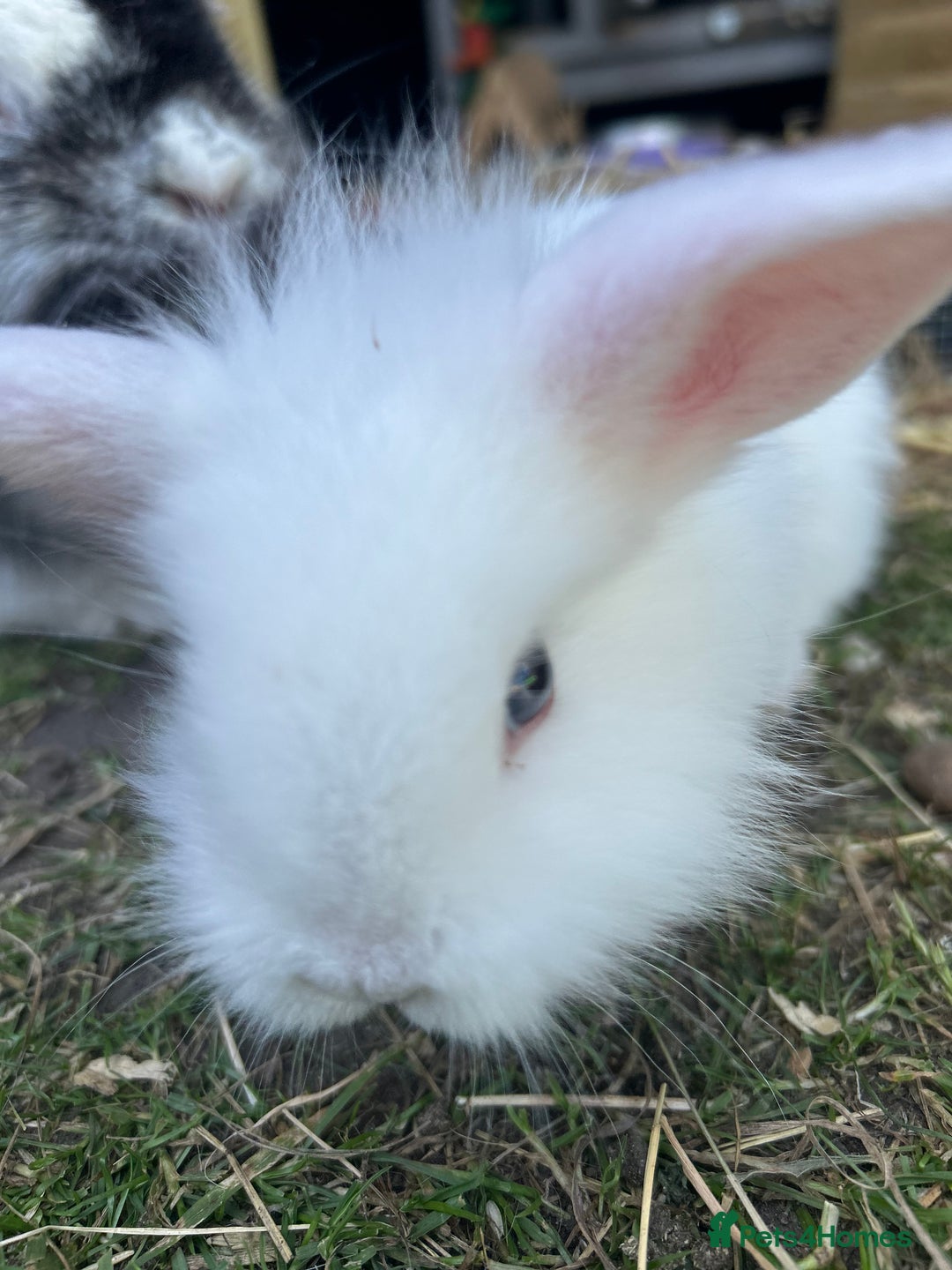 Lionhead rabbits for sale: 5 bunny’s looking for their forever home - Image 8