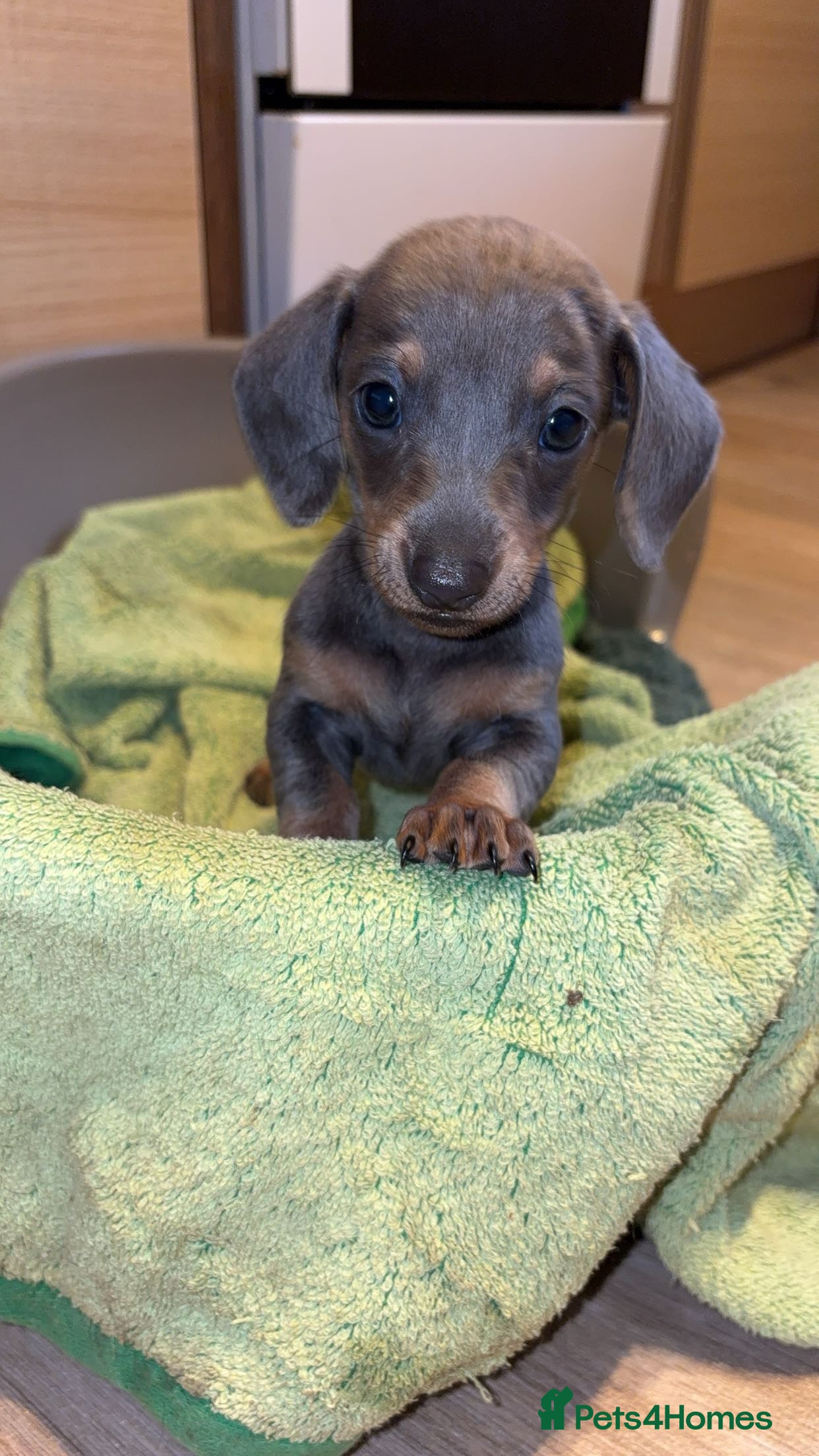 Dachshund dogs Dachshund 1 boy left Ready to LEAVE!!! - Advert 1