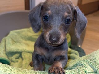 Dachshund dogs Dachshund 1 boy left Ready to LEAVE!!! - Advert 1