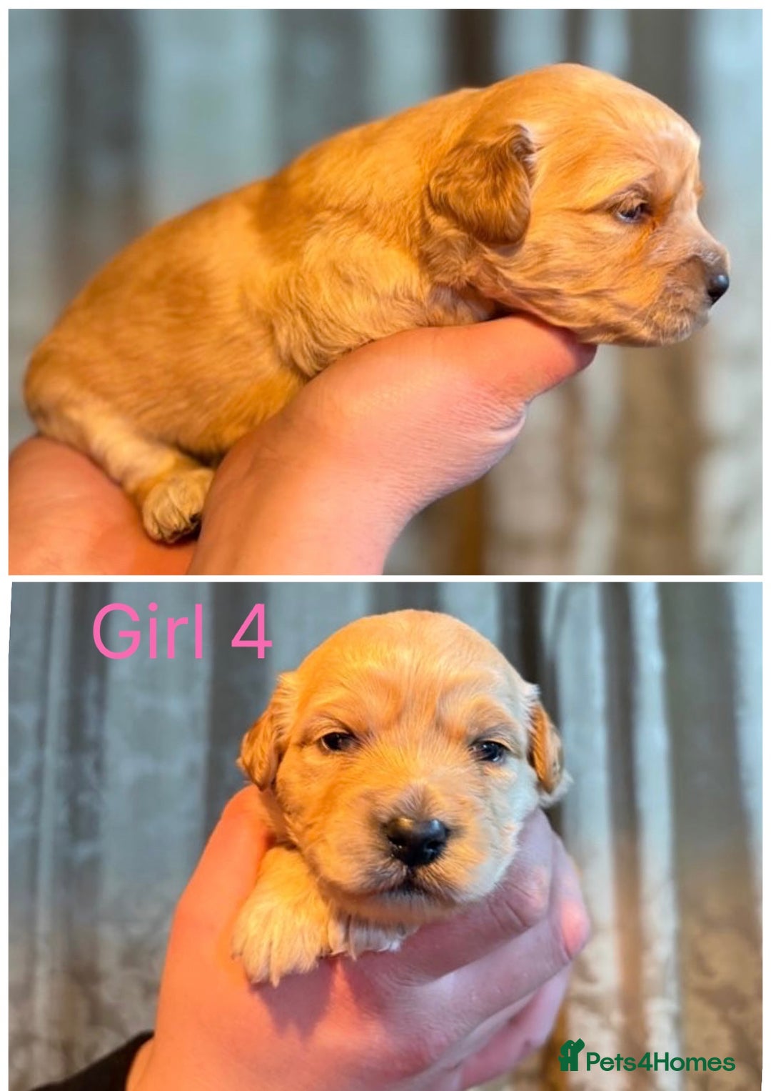 Mini Goldendoodle dogs for sale: Miniature Goldendoodle Puppies - Merle available  - Advert 6