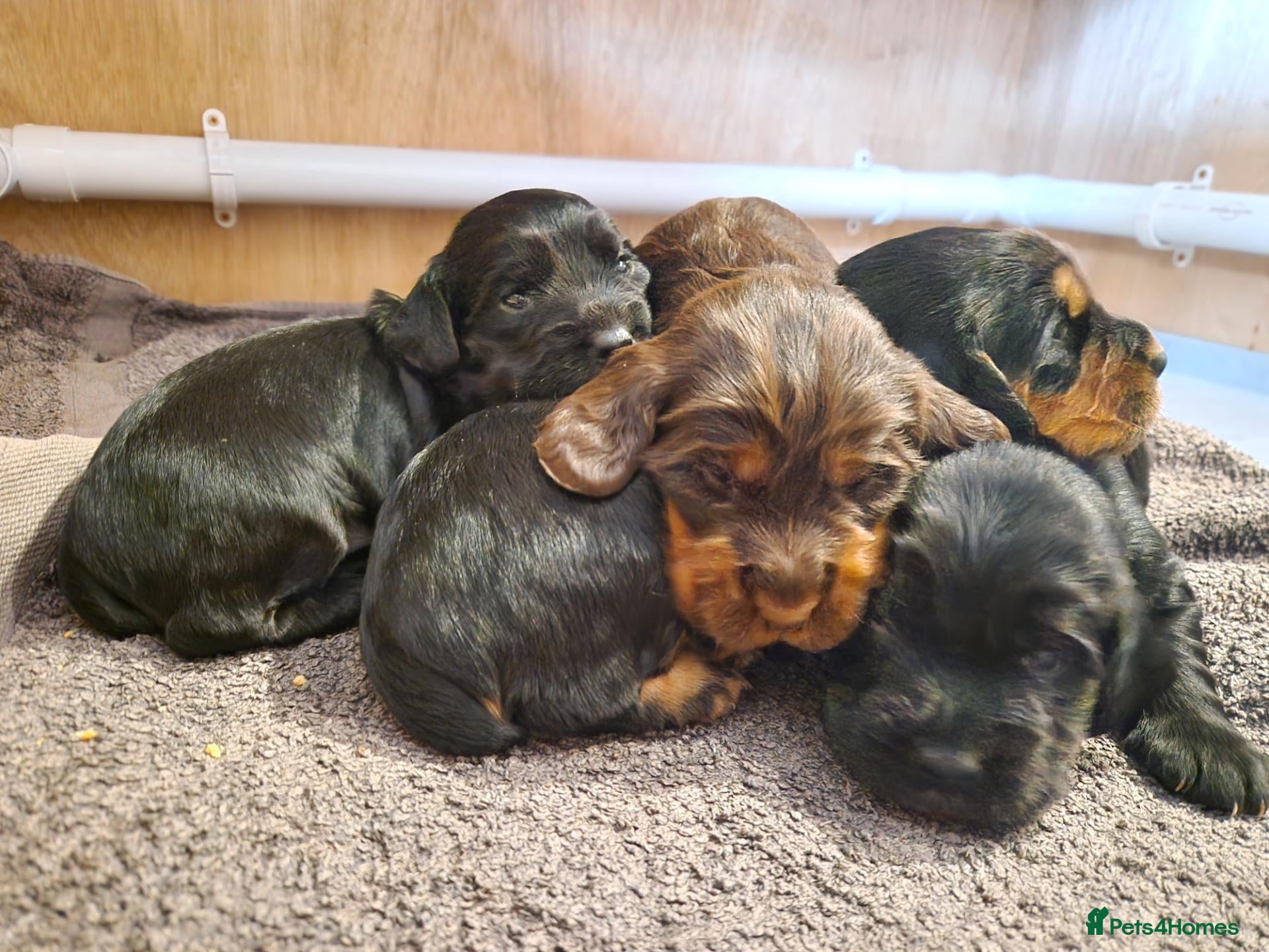 Cocker Spaniel dogs Working Cocker Spaniel Pups - Advert 5