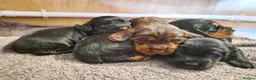 Cocker Spaniel dogs for sale: Working Cocker Spaniel Pups in Bridgnorth - Advert 1