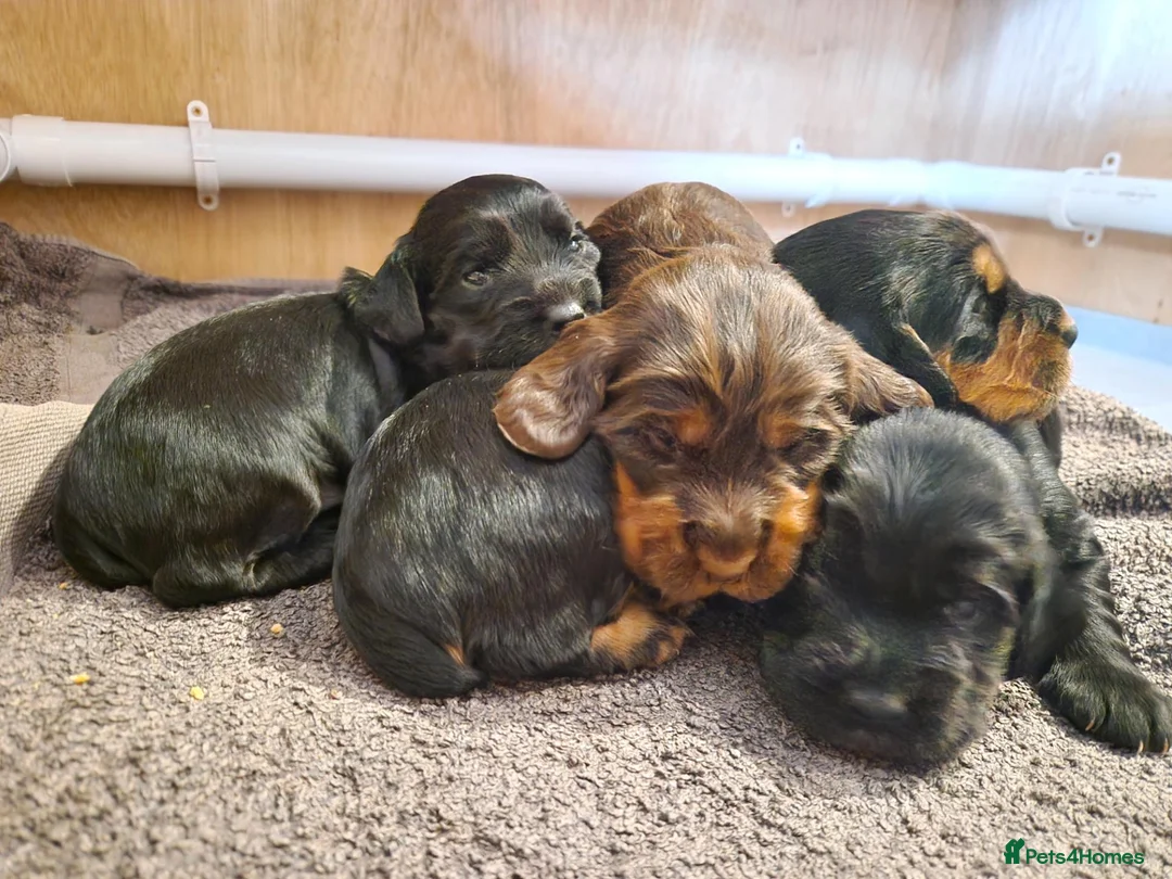 Cocker Spaniel dogs for sale: Working Cocker Spaniel Pups in Bridgnorth - Advert 1