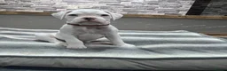 Boxer dogs for sale: Beautiful white boxer! - Advert 18