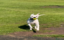 Mixed Breed dogs for sale: Mixed breed for rehoming - Advert 3