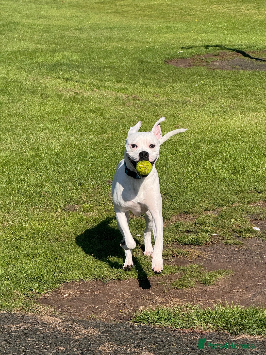 Mixed Breed dogs for sale: Mixed breed for rehoming - Advert 3