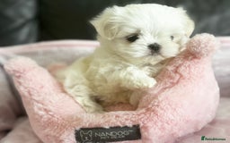 Maltese dogs for sale: Tiny Exquisite Full Korean Bambelina Maltese. - Image 9