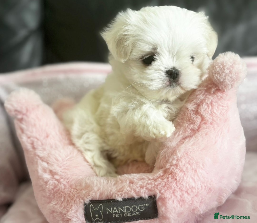 Maltese dogs for sale: Tiny Exquisite Full Korean Bambelina Maltese. - Image 9