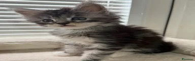 Maine Coon 6
