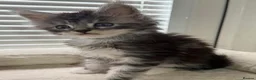 Maine Coon cats for sale: TICA Registered Maine Coon Kittens Reserve now - Advert 8