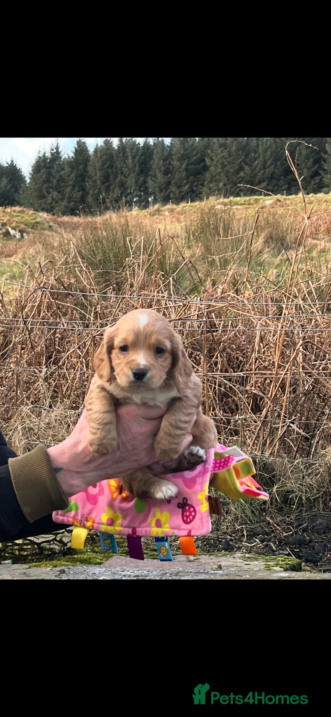 Cocker Spaniel dogs for sale: Champion KC WORKING Cocker Spaniels - Advert 2