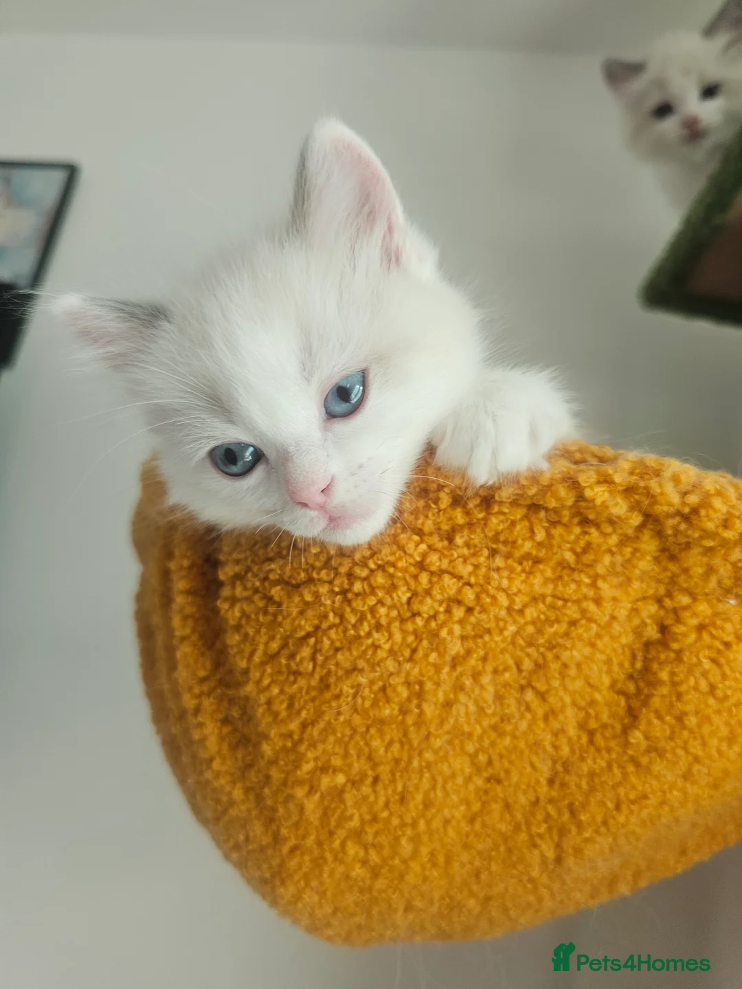 Ragdoll cats for sale: Kitten Ragdoll bicolor- 1 boy and 2 girls  in Fareham - Advert 2