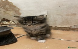 British Shorthair cats for sale: Kittens for sale - Image 2
