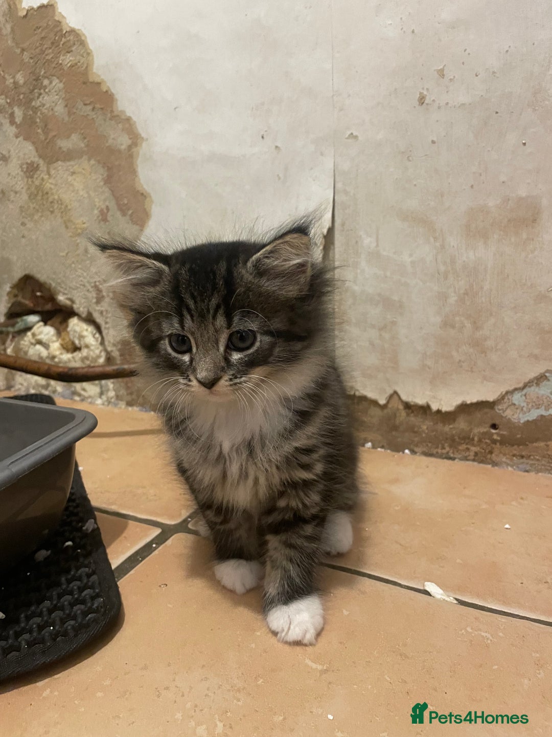 British Shorthair cats for sale: Kittens for sale - Image 2