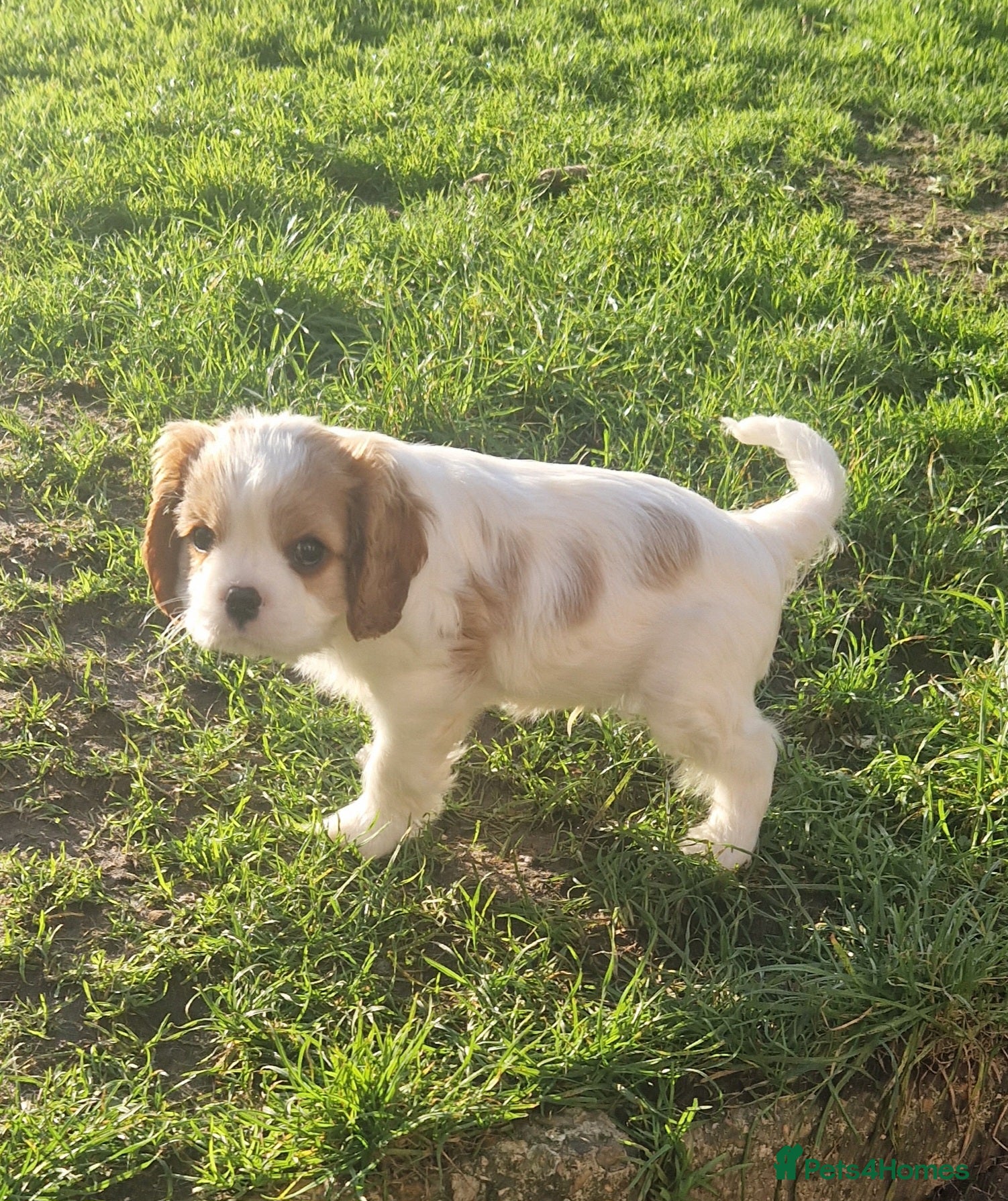 Cavalier King Charles Spaniel dogs *READY TO LEAVE* 1 Blenheim Boy Available  - Advert 18