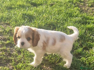 Cavalier King Charles Spaniel dogs *READY TO LEAVE* 1 Blenheim Boy Available - Advert 4