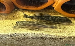 Plecos fish for sale: L333 Gurupa Rare! 9 adults.  - Image 14