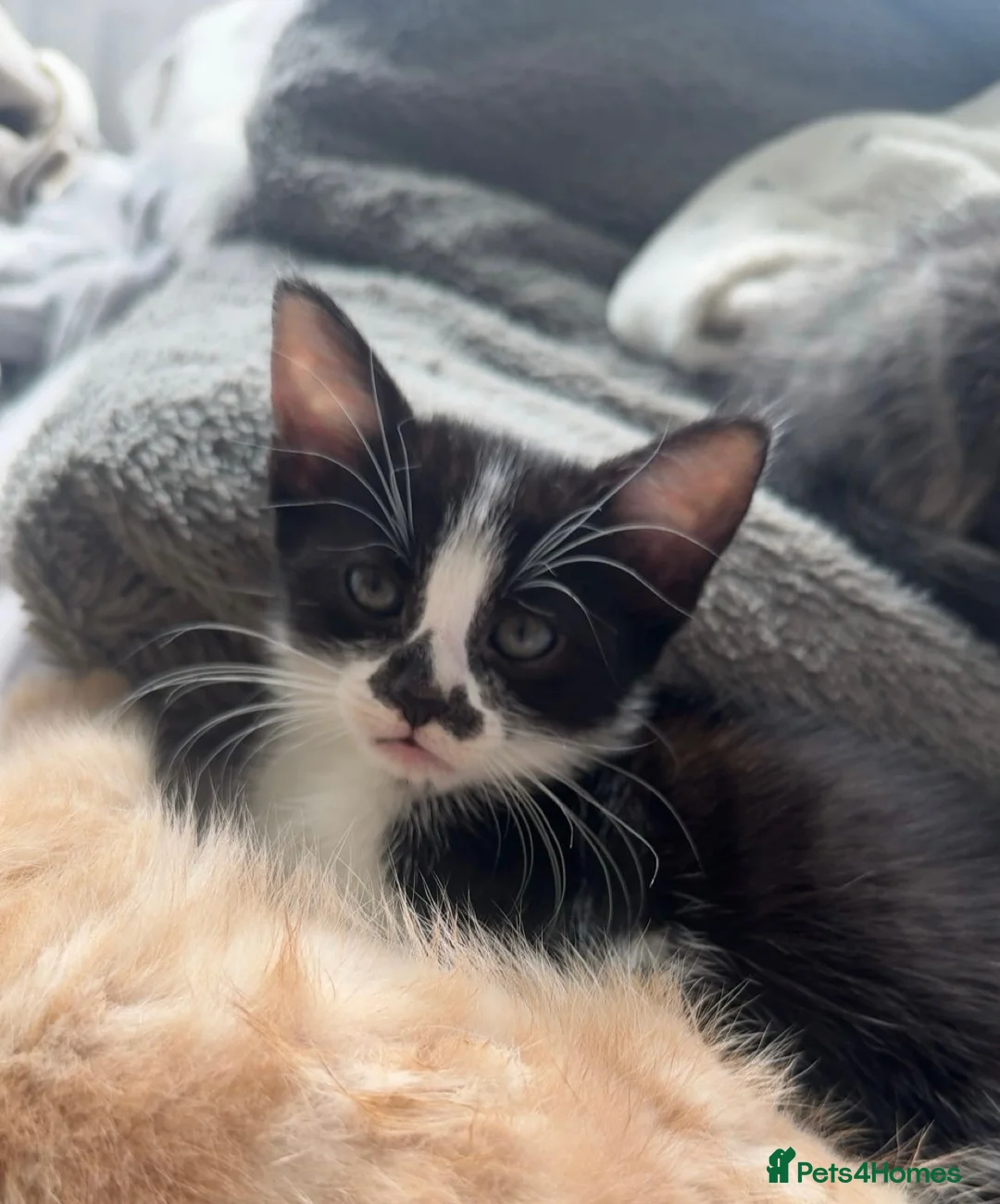 Domestic Shorthair cats for sale: Beautiful black and white kitten - Advert 4