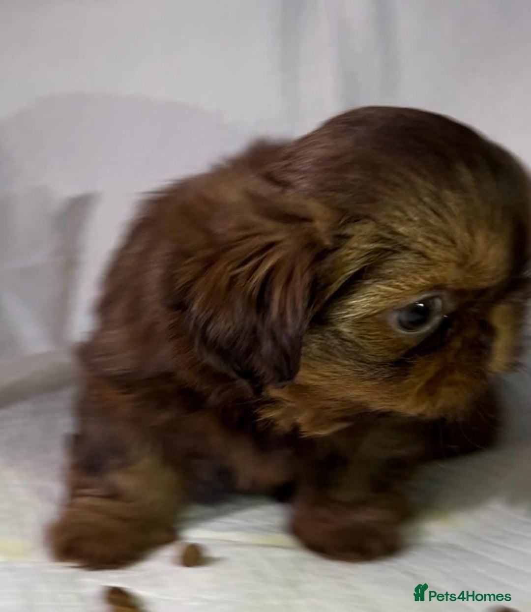 Shih Tzu dogs for sale: kC Imperial Shih tzu Ready now only 1 girl left  - Advert 8