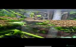 Gecko reptiles for sale: breeding pair tokay geckos + viv - Image 2