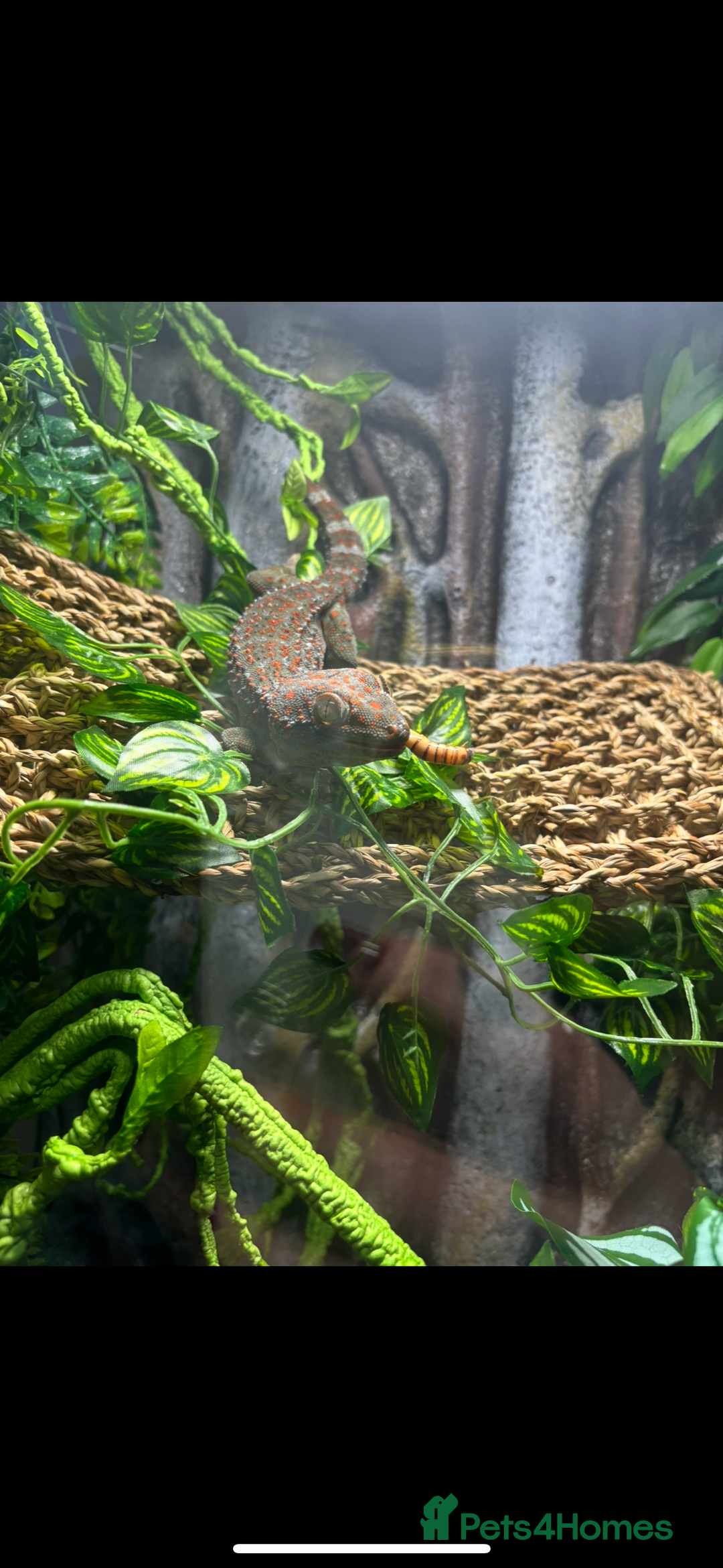 Gecko reptiles for sale: breeding pair tokay geckos + viv - Image 2