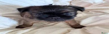 Griffon Bruxellois 1