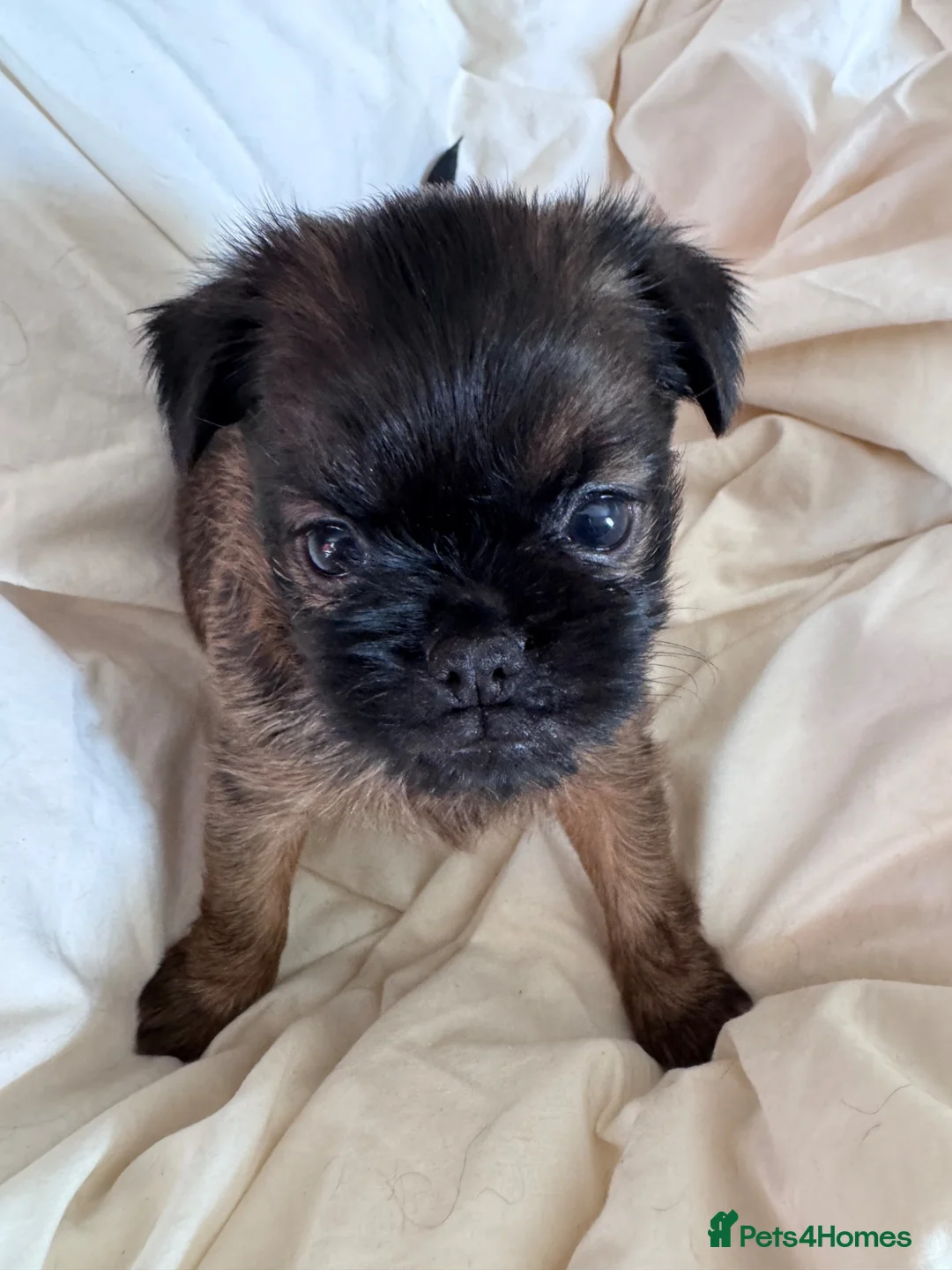 Griffon Bruxellois dogs for sale: Beautiful litter of Rough Brussels Griffons - Advert 2