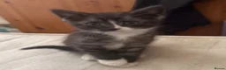 Mixed Breed cats for sale: Beautiful playful loving kittens  - Advert 3