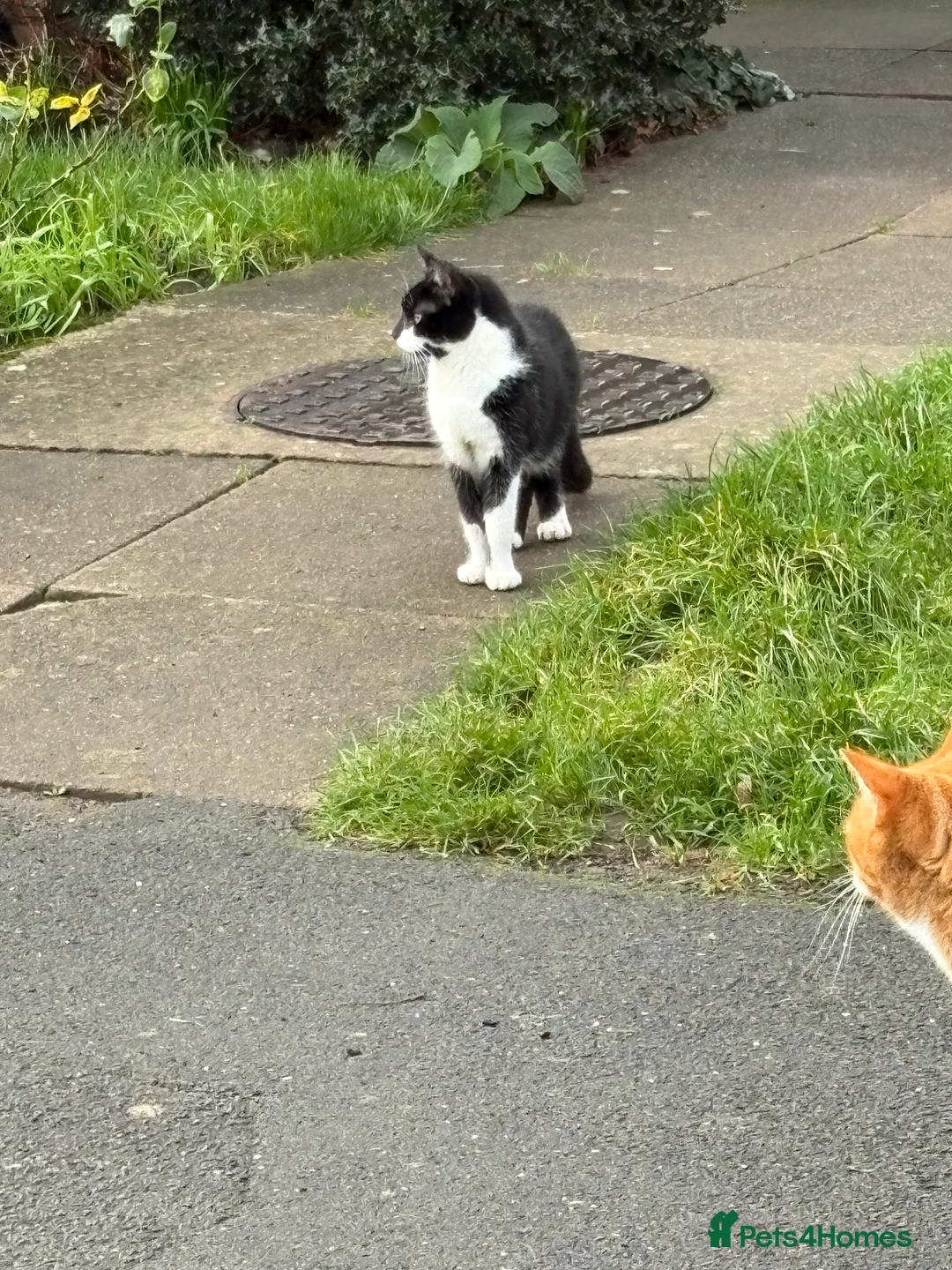 Mixed Breed cats for sale: 2 female cats - Advert 3