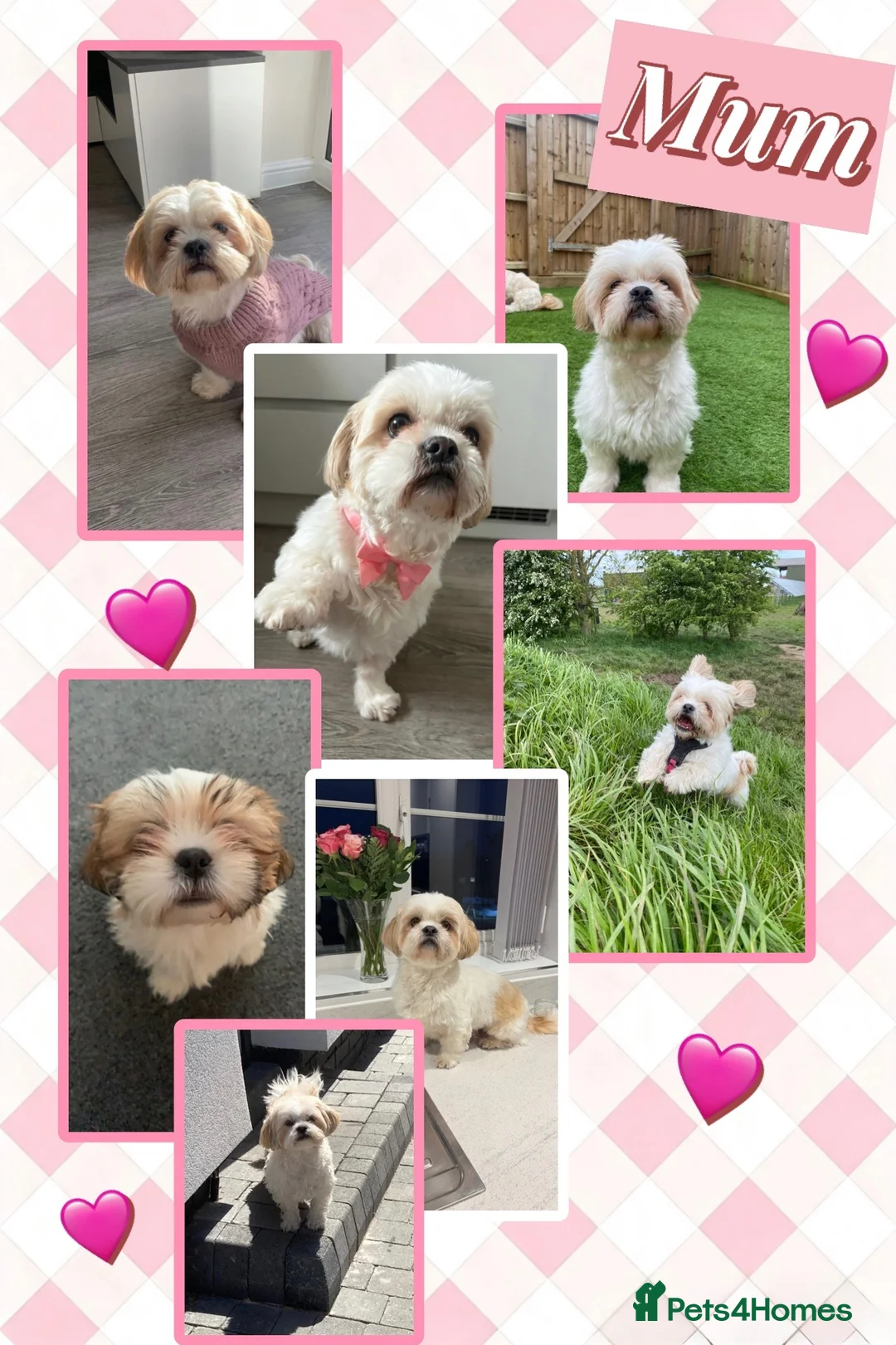 Shih Tzu dogs for sale: Gorgeous pedigree Shih Tzus!! - Advert 1