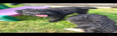 Labradoodle Puppy 3