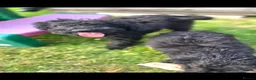 Labradoodle dogs for sale: 🐾 REDUCED Miniature Labradoodle x bedlington  - Advert 2