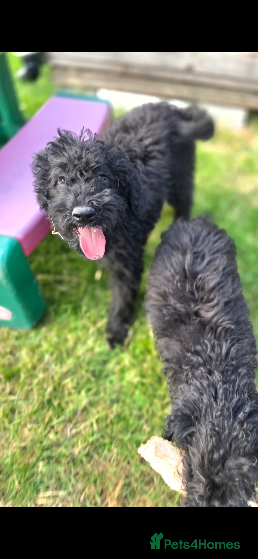 Labradoodle dogs for sale: 🐾 REDUCED Miniature Labradoodle x bedlington  - Advert 2