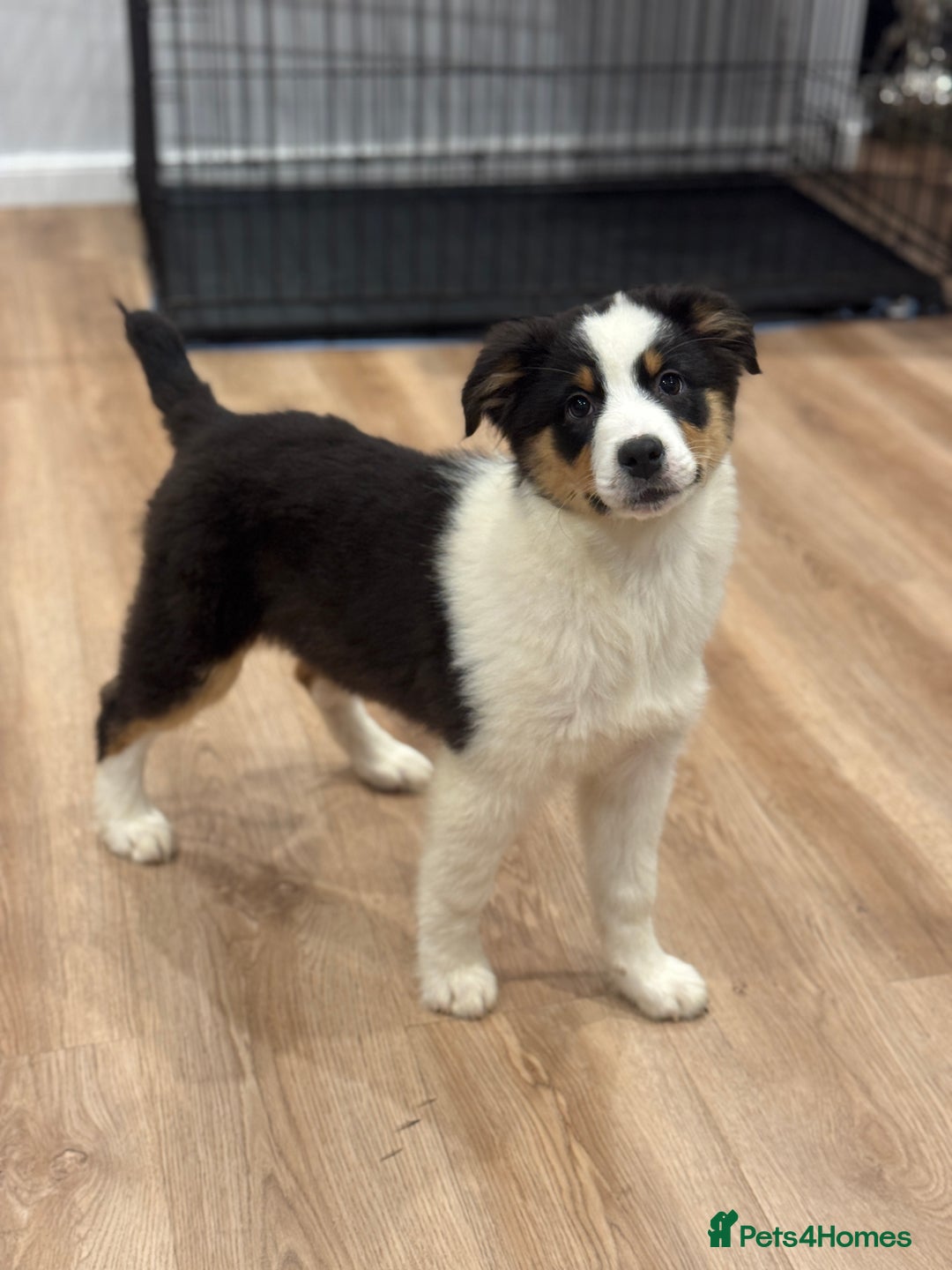 Australian Shepherd dogs for sale: 2 KC registered girl Australian Shepard puppy! - Advert 25