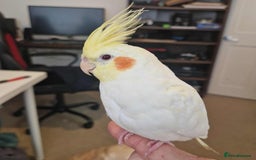 Cockatiels birds for sale: Beautiful 5 old Month Lutino Cockatiel  - Image 2