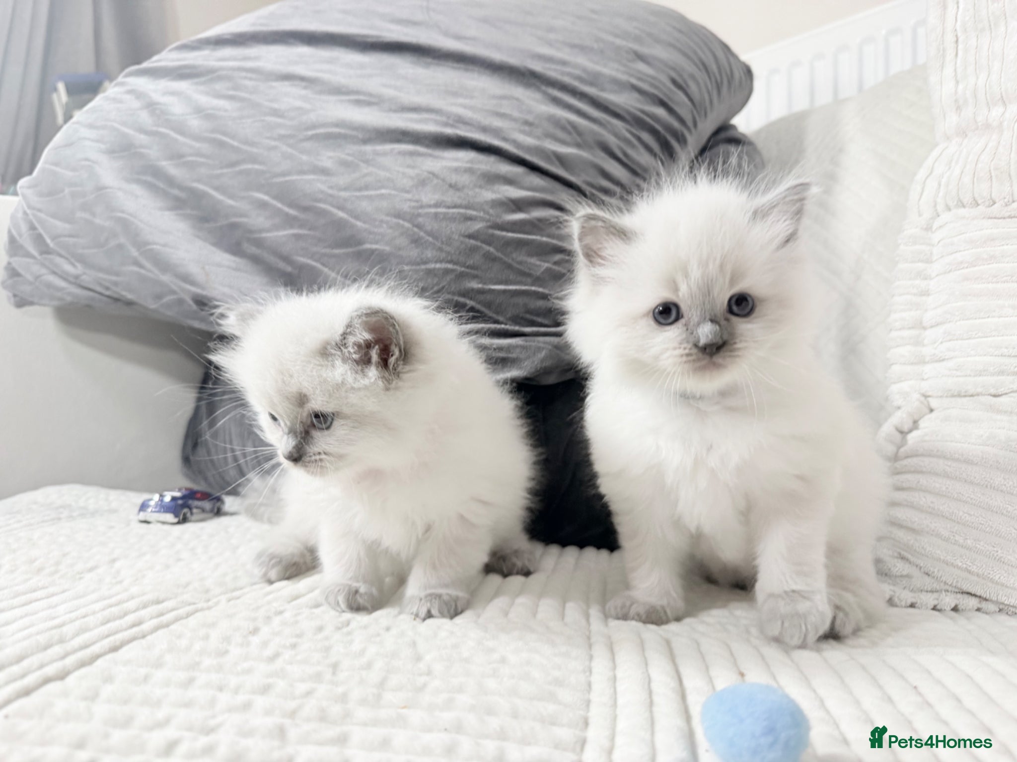 Ragdoll cats Blue Point Ragdoll Kittens for sale - Advert 13