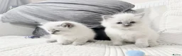 Ragdoll cats for sale: Blue Point Ragdoll Kittens for sale - Advert 2