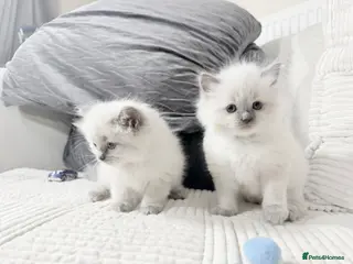 Ragdoll cats Blue Point Ragdoll Kittens for sale - Advert 13