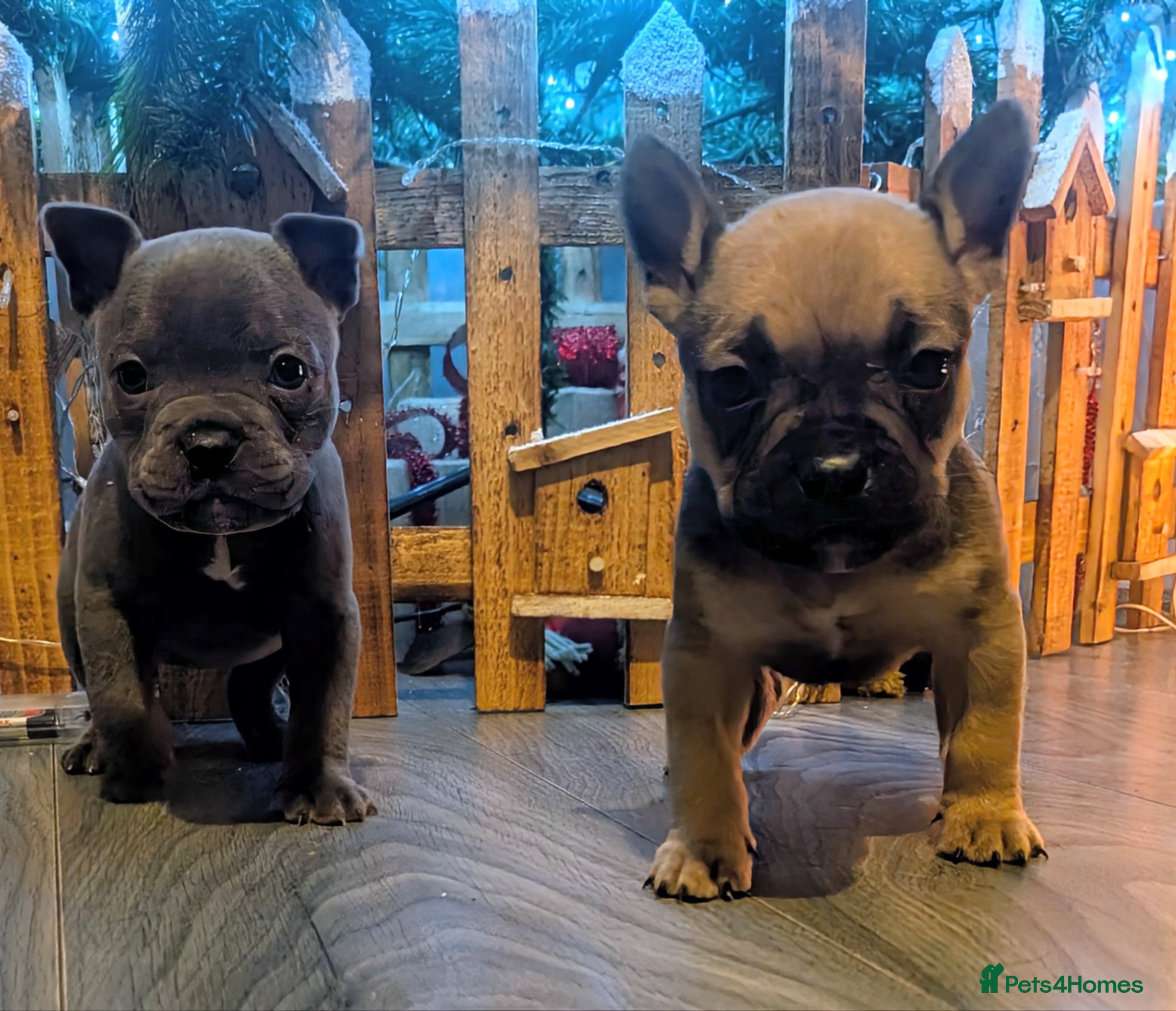 Mixed Breed dogs Beautiful french bulldog x pocket bully pups - Advert 6