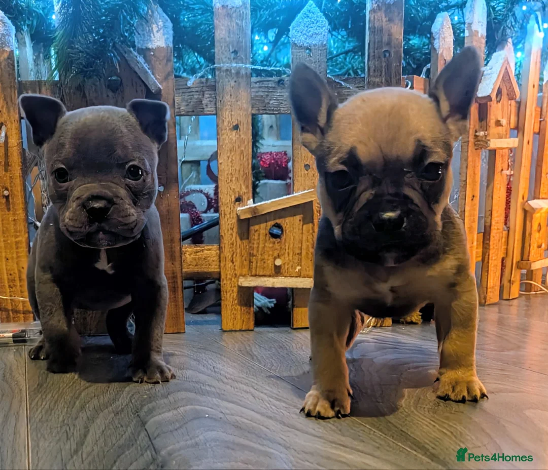 Mixed Breed dogs for sale: Beautiful french bulldog x pocket bully GIRL - Advert 5