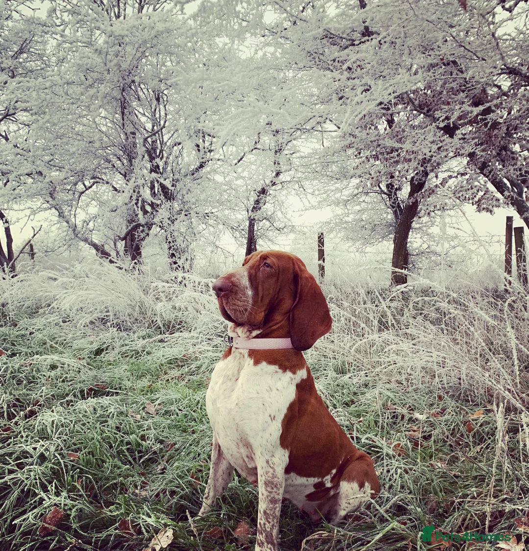 Bracco Italiano dogs for sale: One female puppy available for reservation  - Advert 14