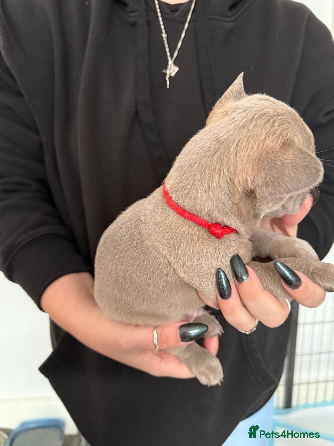 French Bulldog dogs for sale: French bulldog puppies - Advert 7