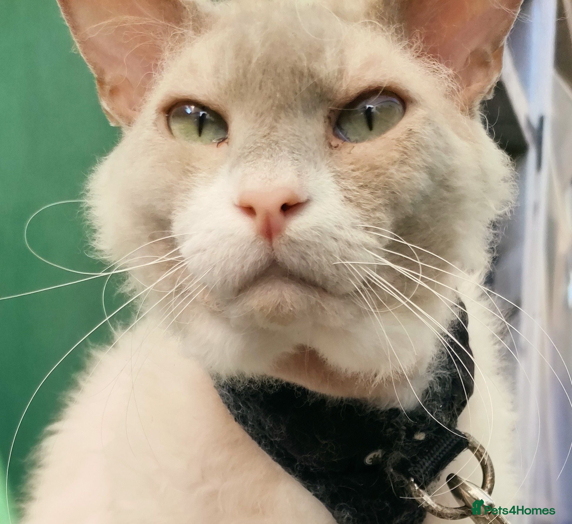 LaPerm cats Gentle Adult LaPerm male - Advert 1