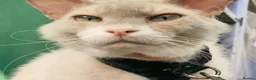 LaPerm cats for sale: Gentle Adult LaPerm male - Advert 1
