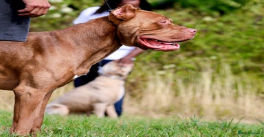 Bandog dogs BANDOG PUPPIES – SERIOUS QUALITY, SERIOUS PRESENCE - Advert 7