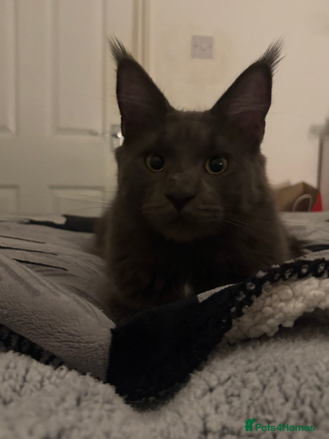 Maine Coon cats for sale: gorgeous maine coon 11 months old  - Advert 3