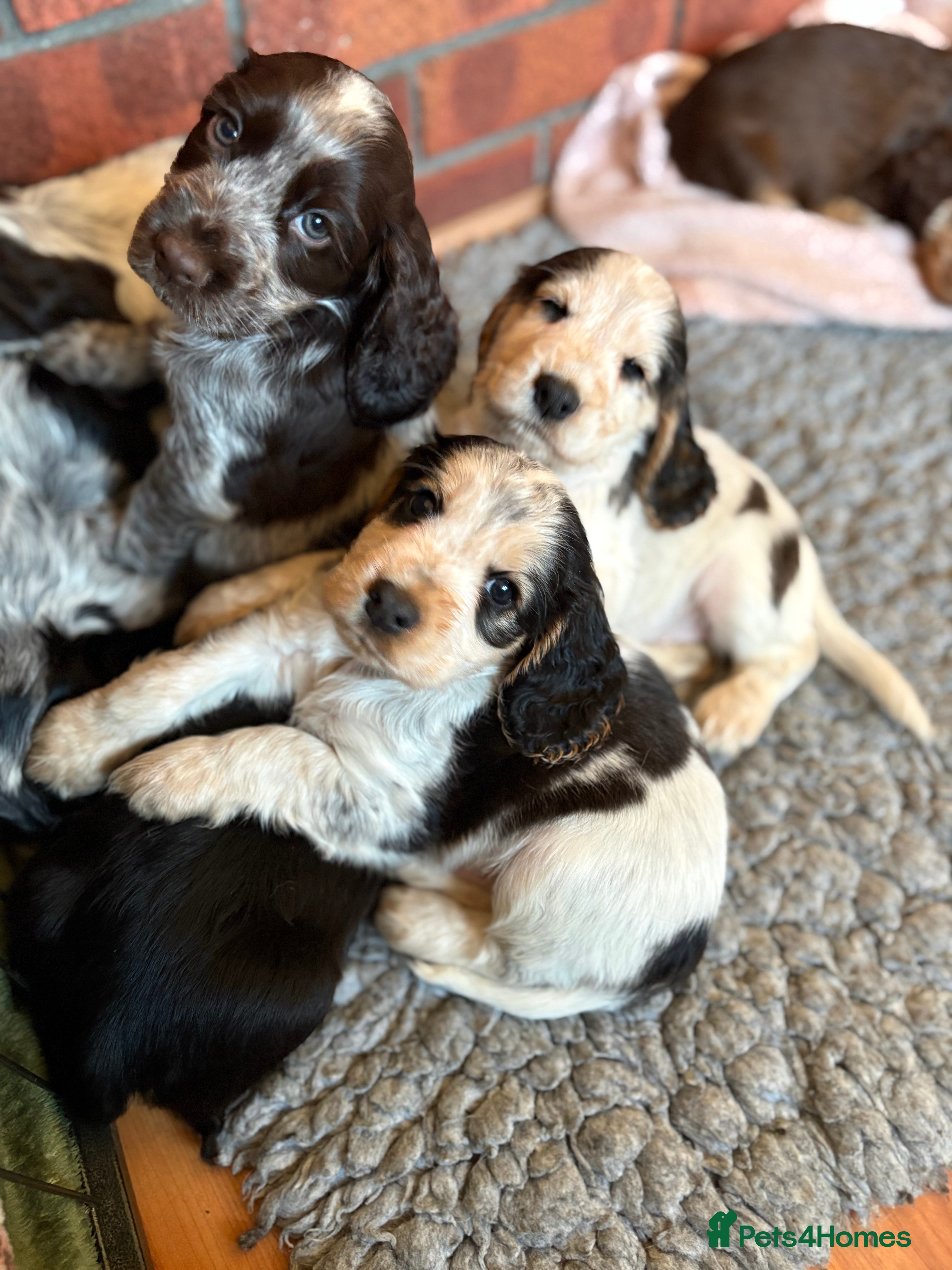 Cocker Spaniel dogs Quality kc show type cocker spaniels - Advert 2