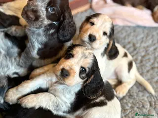 Cocker Spaniel dogs Quality kc show type cocker spaniels - Advert 2